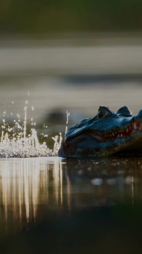 From fascinating dance routines in the wild to hilarious antics, explore the dramatic quests of animals in search of a mate. Watch The Mating Game, on discovery #discoveryplusin #discoveryplus #thematinggame #animalsofinstagram #animalkingdom | discovery