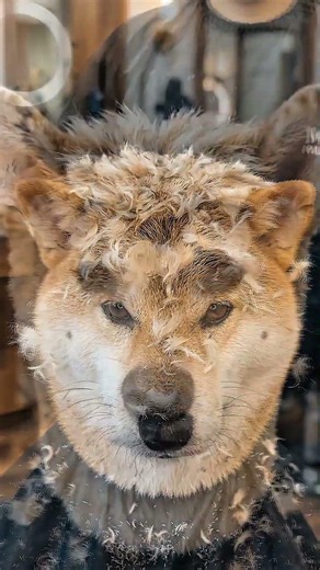Such layer. Much wolf cut. Wow. 😭🐺