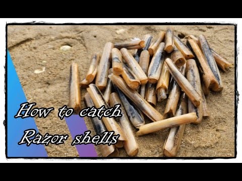 🌊 Foraging for Razor Shells (Lingueirão) in Portugal. How to Catch Razor Shells