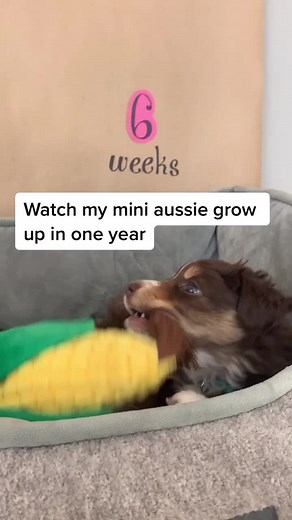 Watch Peach 🍑 the Mini Australian Shepherd grow up! #watchmegrow #puppytiktok #miniaussie