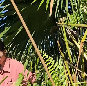 104K views · 2.6K reactions | Dr. Bao's father chased the woman away because he knew about her bad behavior | MT Network | Facebook