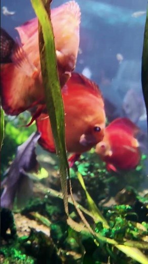The Red Discus is a breathtaking freshwater fish.