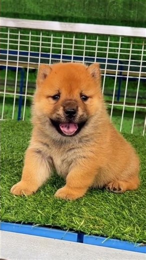 Charming Puppy Barking Clips #puppy #dog #barking