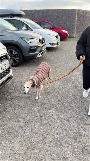 Triumph of a Three-Legged Whippet Dog