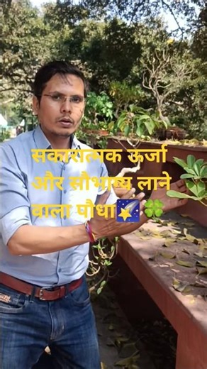 छाता वृक्ष ☂️| Schefflera arboricola | Bonasai Plant #youtubeshorts #shorts