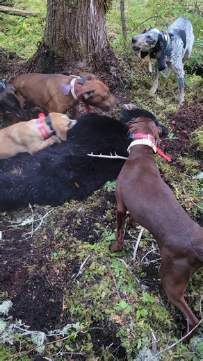 12K views · 264 reactions | Hollaback Guide Service on Reels | Facebook