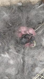 Baby Rex Rabbitt 1 day #rabbitt #lapin | Fitrianto Art