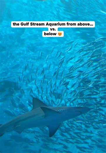 20% off tix for the coolest museum this spring break 👏🏼 🦈 To get the discount, tap the green location tag above the caption & book Frost Museum of Science tickets this month only (it’s cheaper than at the door!!) #tiktokgospringfun #frostmuseum #frostmuseumofsciencemiami #miamionabudget #miamispringbreak