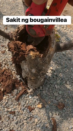 Bougainvillea nabulok 🥹 ANT PLANT | Ant Ignacio