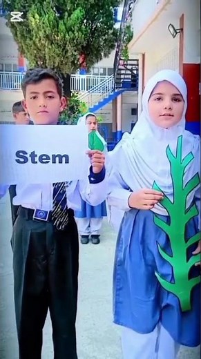 Parts of Plant Activity 🌱✨ | Grade 3 Science Presentation