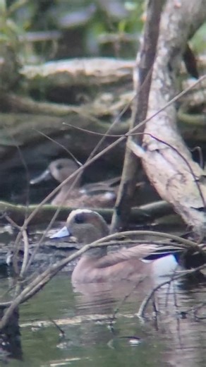 The rear vagrant American Wigeon Christmas birding! | Zolani Frank