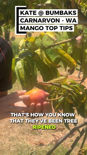 A better choice! on Instagram: "🥭 Mango Top Tips with Kate from Bumbaks, Carnarvon (WA) 🥭 Ever wondered how to pick the perfectly ripe mango? Kate is talking us through exactly what to look for, so you can enjoy mangoes at their absolute best 🙌 🌞 Peak season alert: Late December through January–February is prime mango time, and there’s no better moment to stock up. 📍 Find beautiful, in-season mangoes at your local 'A better choice!' store and taste the difference fresh local produce makes. 