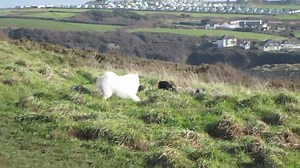 Shihtzu brothers socialising with a big furboy 🙂 | Love Angus xx