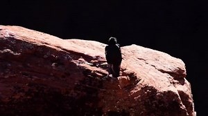 36K views · 1.8K reactions | This is the courtship display of the endangered California condor. The female (tag 9) soars in to share a high perch with her longtime mate (tag J3). He then shimmies over and starts a slow, sultry, wings-out dance around his sweetie. Who says romance is dead? | Center for Biological Diversity | Facebook