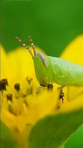 Grasshoppers: Amazing Jumpers of the Insect World!