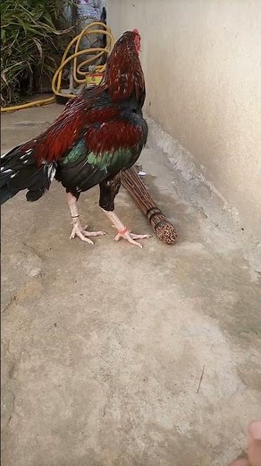 Unbelievable Aseel Murga 🐓 | Powerful Fighting Rooster | Pure Breed Beauty