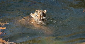 Sumatran tiger cubs pass their swimming test at National Zoo