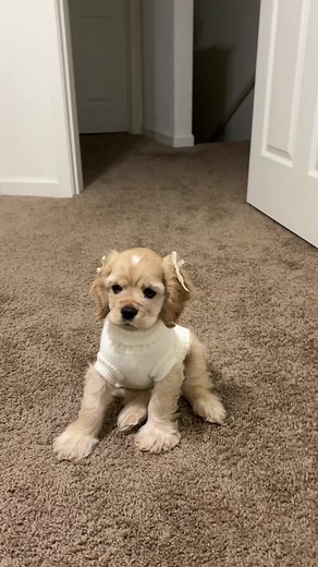 Happy 3 Months Cocker Spaniel Puppy with Sweater