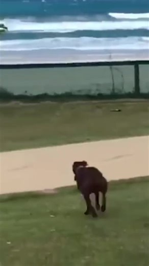 Weee #funny #meme #viral #memesquirrel #funnyvideos #fyp #foryou