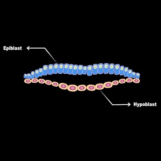 What is primitive streak?