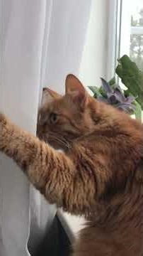 Домашние животные домашние питомцы прикольные коты прикольные животные