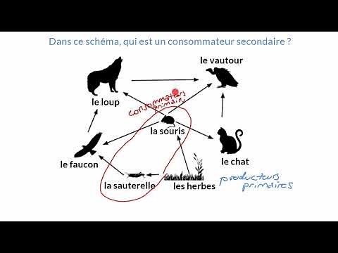 The different roles of the food chain