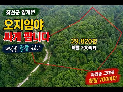 Large Tract of Remote Forest Land for Sale in Imgye-myeon, Jeongseon, Gangwon-do! 29,820 Pyeong, ...
