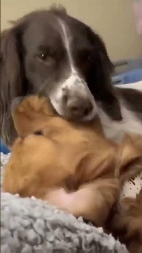 French kiss from dogs #Shorts