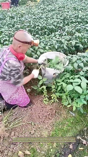 Innovazione nel raccolto: Il coltello sul secchio per raccogliere i fagioli edamame