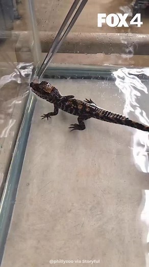 9.5K views · 1.5K reactions | A tiny reptile belonging to the world’s...