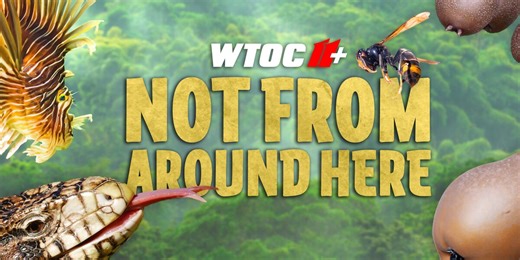 Animals: Tegu, Cuban Tree Frog, Cane Toad