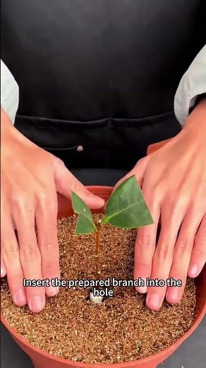 Easy Camellia Propagation Step by Step Guide #camelliapropagation #plantrooting #gardeningtipstamil