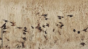 Blackbirds flying through grass and weeds in flock as the feed together.