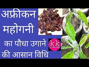 how to mahogany seeds germination process/महोगनी का पौधा कैसे उगाया जाता है/महोगनी का बीज कैसे उगाये