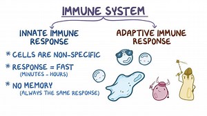 Video: Innate immune system - Video Explanation! | Osmosis | Osmosis