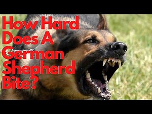 How Hard Does A German Shepherd Bite? (Bonus: Tips For Reducing Biting!)
