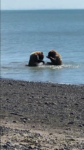 Epic Bear Fight! Who Will Win? 🐻🔥 #Shorts