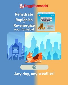 Rain or shine, active dogs just wanna have fun! So to keep them properly hydrated, give them Dextrolyte! 💧 It's a complete electrolyte oral supplement for dogs that helps rehydrate, replenish, and re-energize. ✓ Dextrose Anhydrous - A good source of energy ✓ Electrolytes - Helps rehydrate & replenish active or sick dogs PM us to order or shop for our complete doggie care line at https://doggiessentials.com.ph! 🐶🛒 | Yum Yum Dog Food