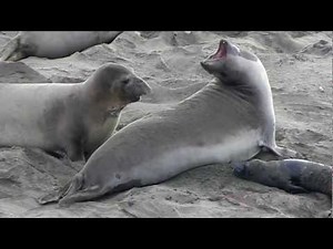 See Baby Elephant Seal Born and Baby was attacked moments after birth
