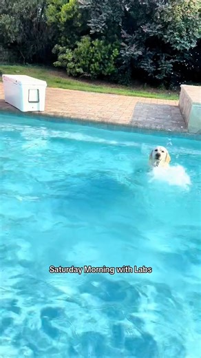 Life with Labs!! #doglovers #sillydog | Buster's World