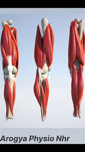 Physio on Instagram: "Knee 3d modal.. ✅⚕️ Follow for more informative videos."