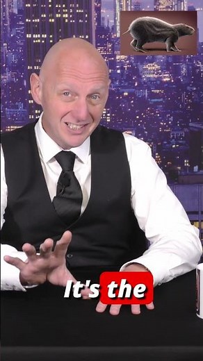 Giant Rat Returns After 30 Years!