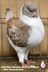 National Modena Club