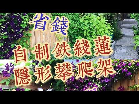 如何自制铁线莲隐形攀爬架——即省钱又美观DIY Invisible Clematis Climbing Trellis