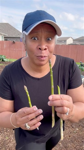 There's something about snapping a young spear of homegrown asparagus and eating it right there in the garden. No roasting. No sauté pan. Just fresh, crisp, and straight from the soil. Raw asparagus has this clean, green flavor with the slightest sweetness - tender, juicy, and nothing like what you find bundled up at the store. When you grow it yourself, you taste the difference immediately. It's alive. It's vibrant. It's real food. Some folks cook theirs down, but raw is the best. Simple. Fresh