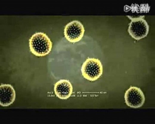 乙肝病毒(HBV Lifecycle)