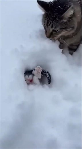Kitten Frozen Under Snow — Raw Phone Footage Rescue ❄️🐱