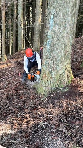 223K views · 4K reactions | #treesurgery | Alidannytrees | Facebook