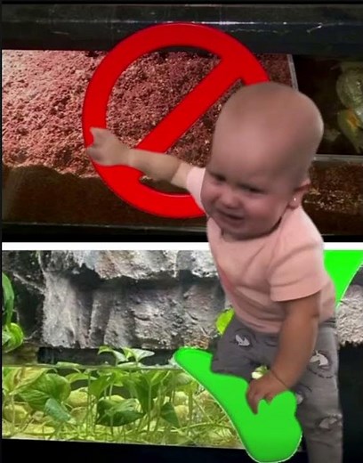 Semi-Aquatic Not Terrestrial - African Bullfrog - Pyxicephalus Adspersus also known as Pixie frog