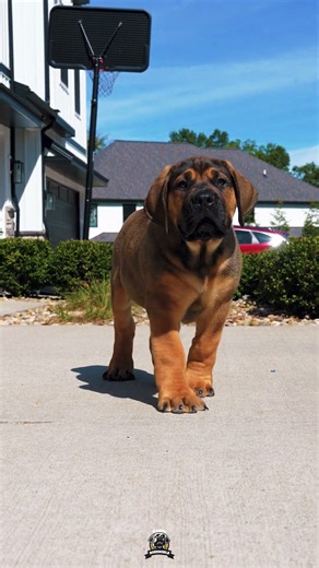 Look At Him. This Is The Kind Of Puppy You Get From Us
